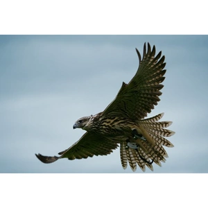 Buy A Gift Full Day Falconry Experience at The Falconry School