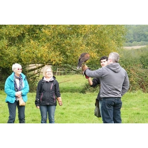Buy A Gift Half Day Falconry Experience at The Falconry School