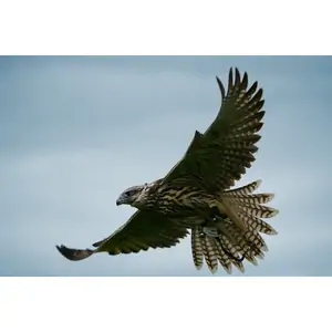 Buy A Gift Full Day Falconry Experience for One in Gloucestershire