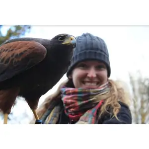 Buy A Gift 2 for 1 Hawk Walk for Two at Hawksflight Falconry