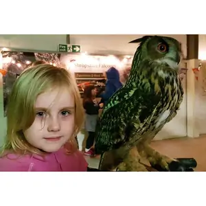 Buy A Gift Owl Flying and Handling Experience at Shropshire Falconry
