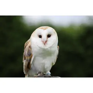Buy A Gift Birds of Prey Experience for Two at SMJ Falconry