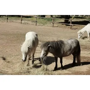 Buy A Gift Pony Pals Experience for Two at Hobbledown Heath Hounslow