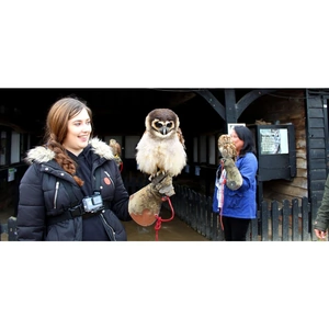 Experience Days British Birds of Prey Experience in Bedfordshire
