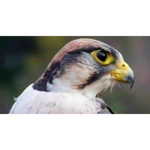 Experience Days 3 Hour Falconry Premier Experience in Northampton