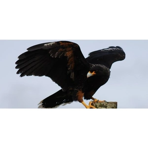 Experience Days Bird of Prey Taster Experience for Two