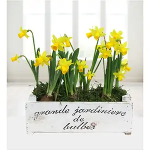 Prestige Flowers Grande Daffodils - Free Chocs