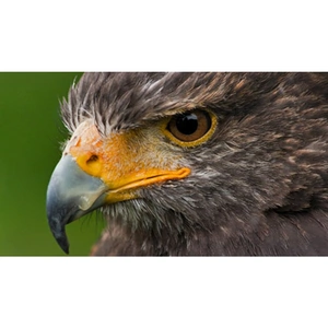 Red Letter Days Bird of Prey Falconry Experience in Bedfordshire
